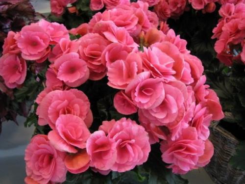 Всё о бегонии? 02