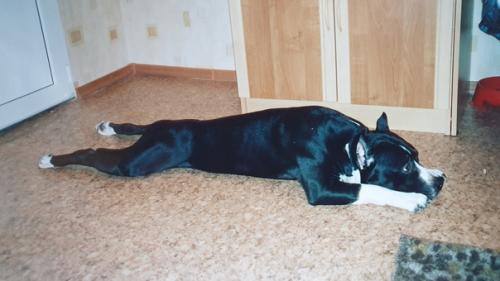 Про джокера, Агашу и бусинку (из воспоминаний собаковода - любителя. 02