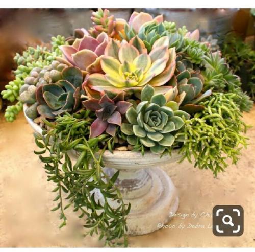 Домашние растения и цветы часто используются в качестве элементов интерьера в квартирах и домах. 01