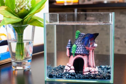 Наш новый друг семьи - Гектор, бойцовая рыбка, или сиамский петушок. 03