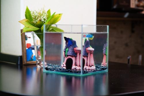 Наш новый друг семьи - Гектор, бойцовая рыбка, или сиамский петушок. 01