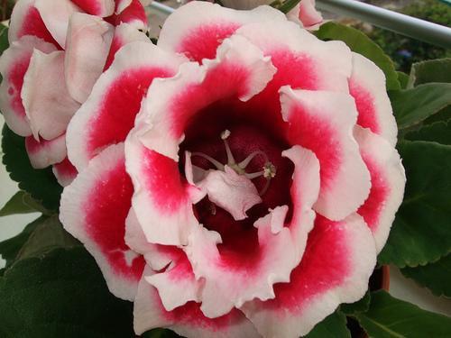 Глоксиния (Gloxinia), или синнингия (Sinningia) - многолетнее клубневое растение. 04