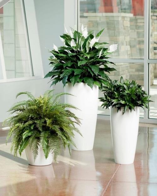 Зелень в интерьере жилища - это не только красиво, но и полезно. 02