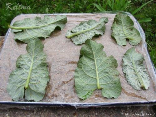 Мастер-класс листья из гипса. 02