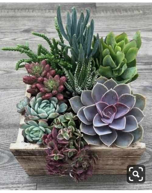 Домашние растения и цветы часто используются в качестве элементов интерьера в квартирах и домах. 02