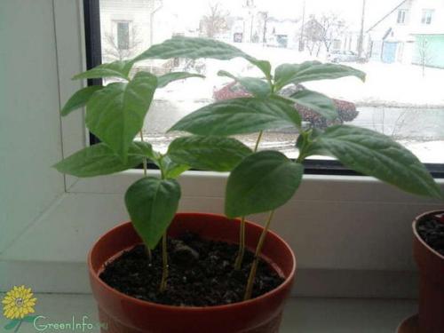 Хурма.  Немало людей занимается разведением комнатных растений. 05