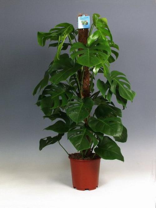 Мифы о вреде монстеры? 02