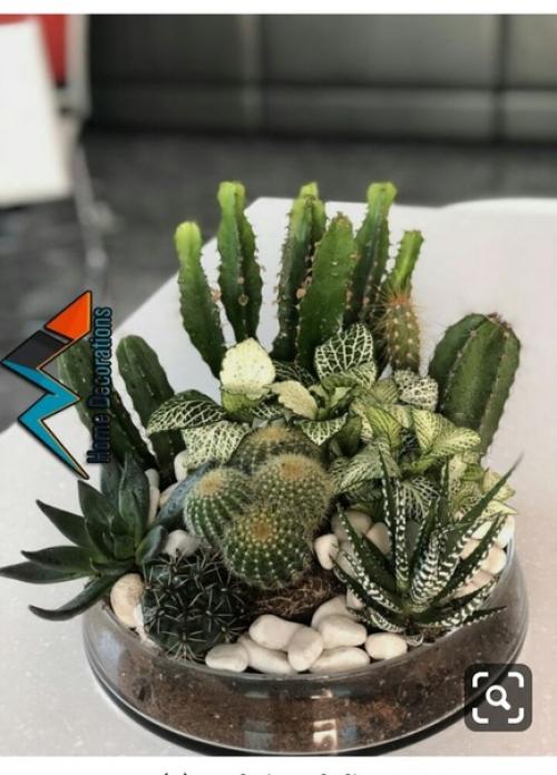 Домашние растения и цветы часто используются в качестве элементов интерьера в квартирах и домах. 07