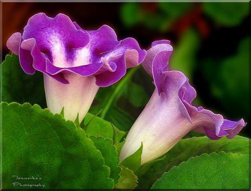 Глоксиния (Gloxinia), или синнингия (Sinningia) - многолетнее клубневое растение. 02