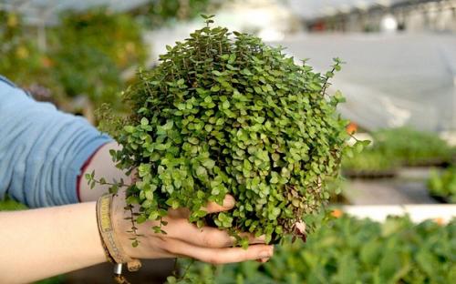 Каллизия - ампельное растение из семейства коммелиновые. 01