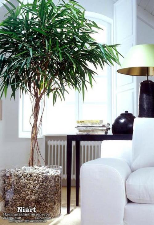 Неповторимость комнатных растений - фитодизайн. 04