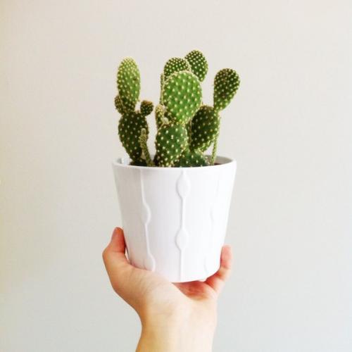 Morning_tip.  Как создать райский уголок у себя дома? 01