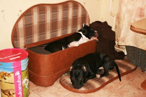 Про джокера, Агашу и бусинку (из воспоминаний собаковода - любителя. 06