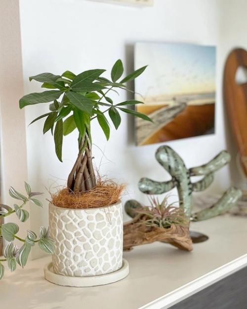 Красивые и разнообразные комнатные растения в интерьере наполняют квартиру уютом и комфортом. 03