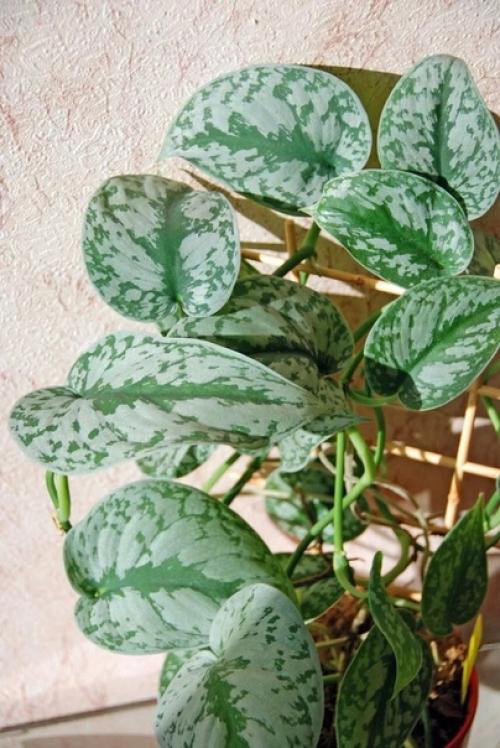 Сциндапсус и эпипремнум. 09