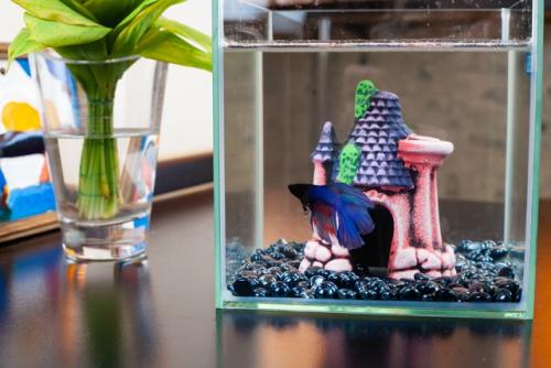 Наш новый друг семьи - Гектор, бойцовая рыбка, или сиамский петушок. 06