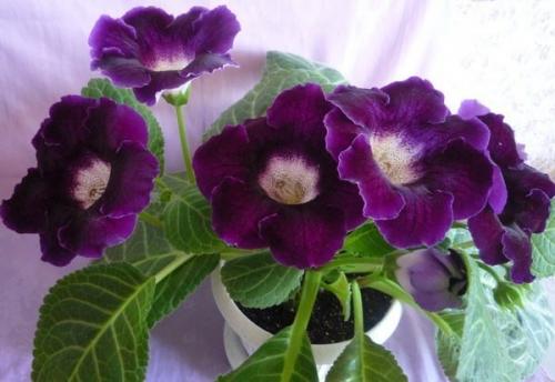 Глоксиния.  Правильный уход. 01