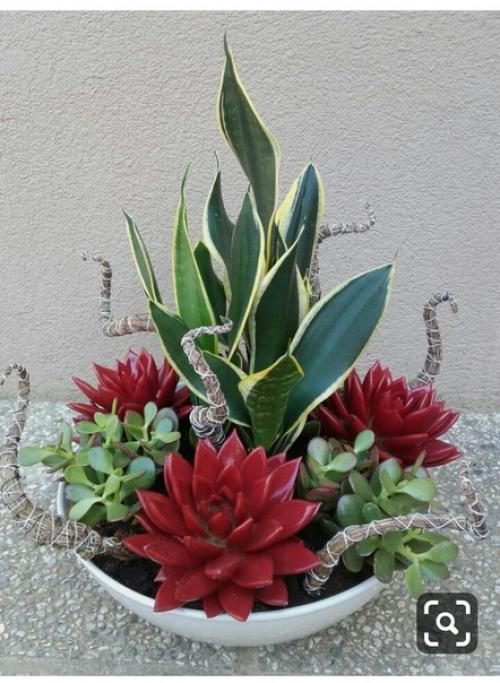 Домашние растения и цветы часто используются в качестве элементов интерьера в квартирах и домах. 08