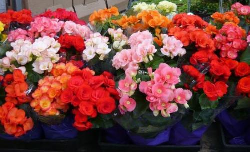 Всё о бегонии? 03