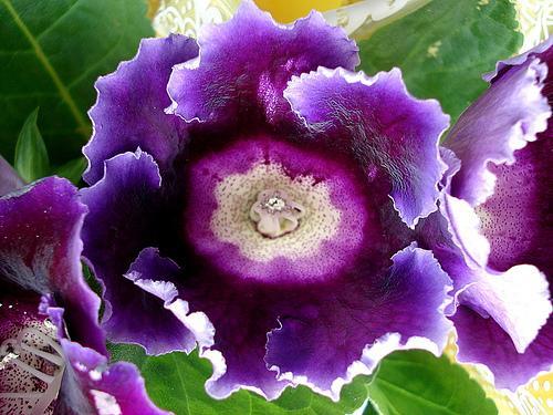 Глоксиния (Gloxinia), или синнингия (Sinningia) - многолетнее клубневое растение. 03