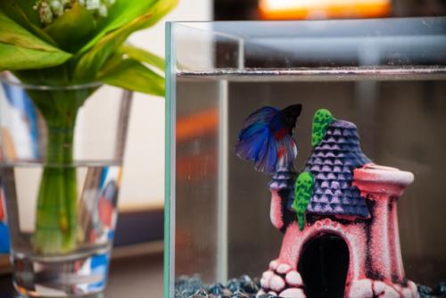 Наш новый друг семьи - Гектор, бойцовая рыбка, или сиамский петушок.