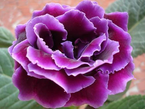 Глоксиния (Gloxinia), или синнингия (Sinningia) - многолетнее клубневое растение. 01