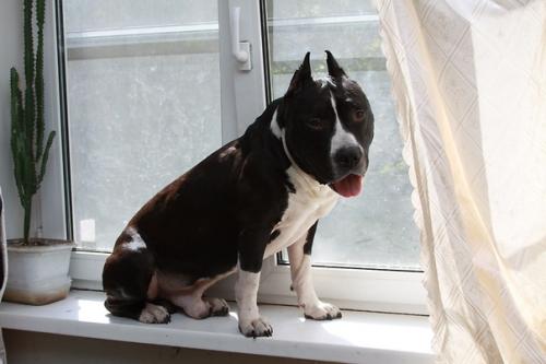 Про джокера, Агашу и бусинку (из воспоминаний собаковода - любителя. 04