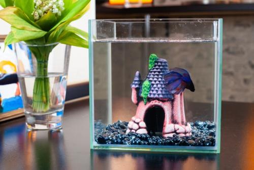 Наш новый друг семьи - Гектор, бойцовая рыбка, или сиамский петушок. 04