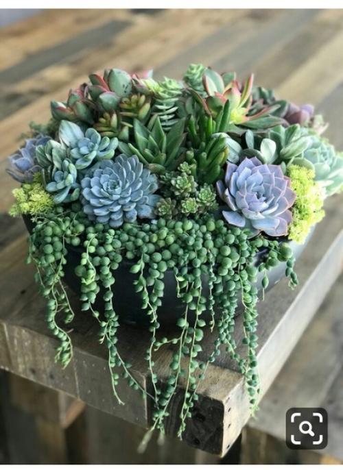 Домашние растения и цветы часто используются в качестве элементов интерьера в квартирах и домах. 03