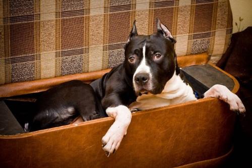 Про джокера, Агашу и бусинку (из воспоминаний собаковода - любителя. 05