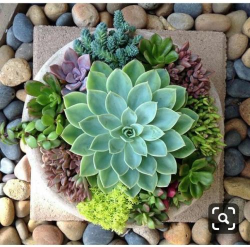 Домашние растения и цветы часто используются в качестве элементов интерьера в квартирах и домах. 04