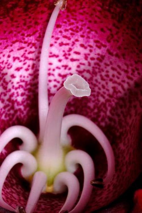 Глоксиния (Gloxinia), или синнингия (Sinningia) - многолетнее клубневое растение. 06