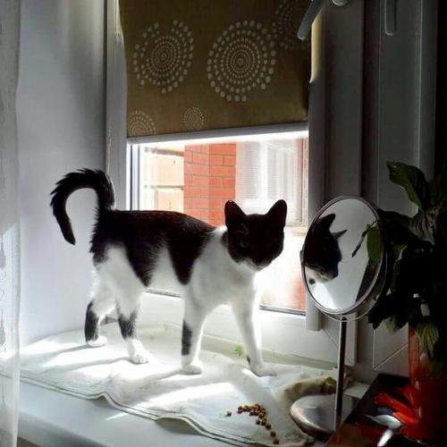 Марсей - кармический кот в дар! 01