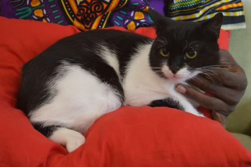 Марсей - кармический кот в дар! 03