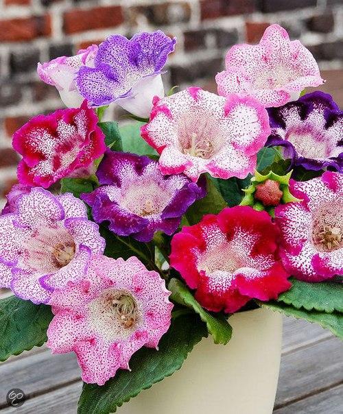 Как сохранить клубни глоксинии? 03