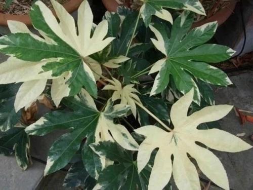 Фатсия японская: уход в домашних условиях. 01