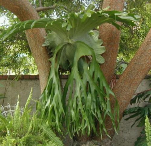 Папоротник олений рог, или платицериум. 03