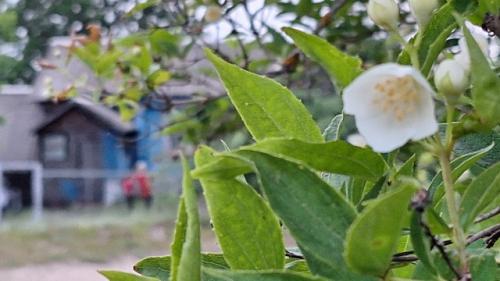 Цветы - маркер бесполезности в отношениях. 03 Цветы - маркер бесполезности в отношениях. 03