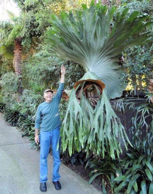 Папоротник олений рог, или платицериум. 01