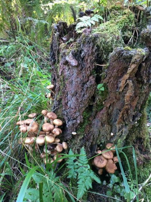 Семейная усадьба - центр исследования духовных традиций коренных народов Сибири в алтайской деревне. 05