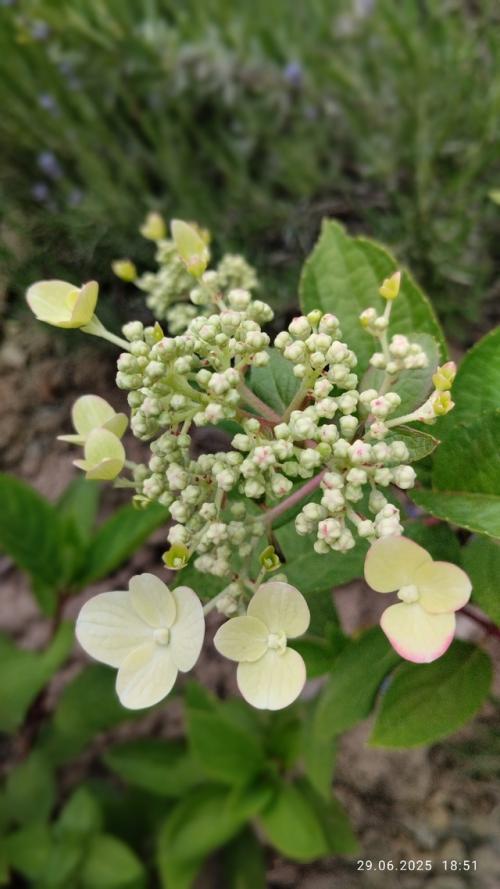 Вести с дачных Полей (продолжение. 04