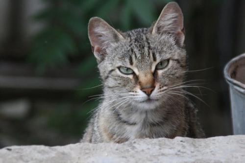 Разговорчивая Маруся в добрые руки! 01