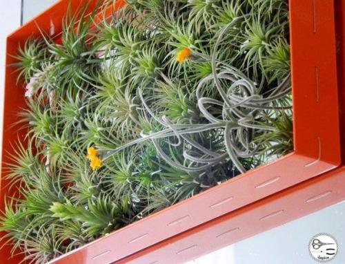 Вертикальный сад аэрофитов в раме. 01