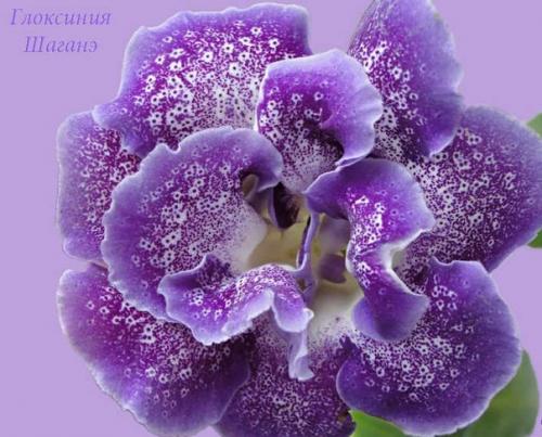 Как сохранить клубни глоксинии? 01