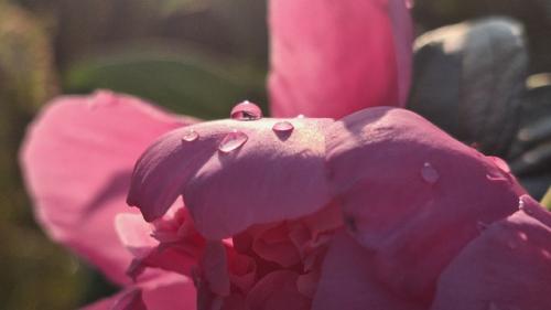 Цветы - маркер бесполезности в отношениях. 05 Цветы - маркер бесполезности в отношениях. 05