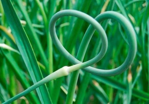 Чесночная паста.  Ингредиенты: 02