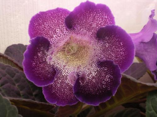 Как сохранить клубни глоксинии? 05