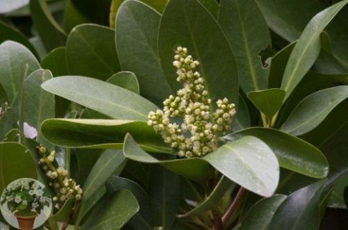 Коринокарпус - новозеландский лавр. 03 Коринокарпус - новозеландский лавр. 03