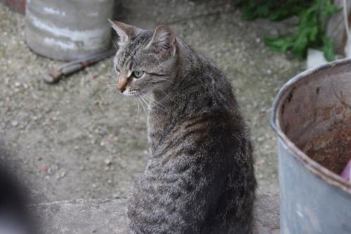 Разговорчивая Маруся в добрые руки! 03