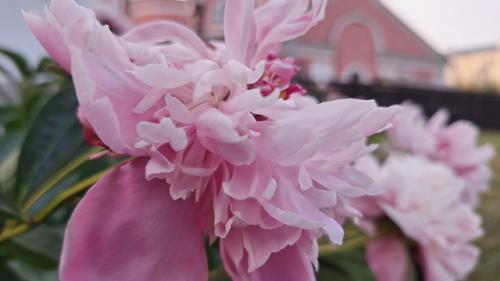 Цветы - маркер бесполезности в отношениях. 04 Цветы - маркер бесполезности в отношениях. 04